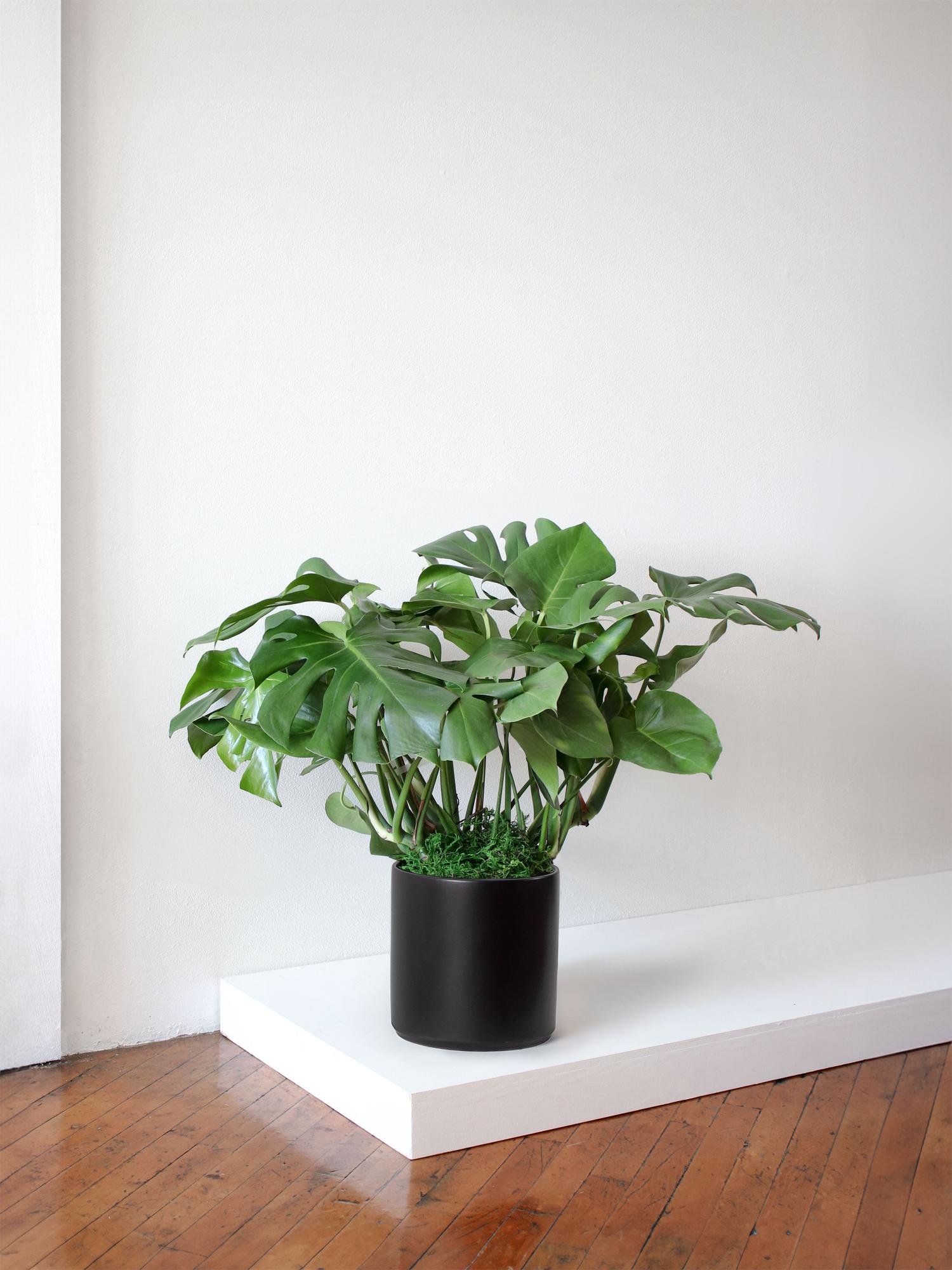 Monstera Deliciosa Large (2 ½ ft tall) by Léon & George
