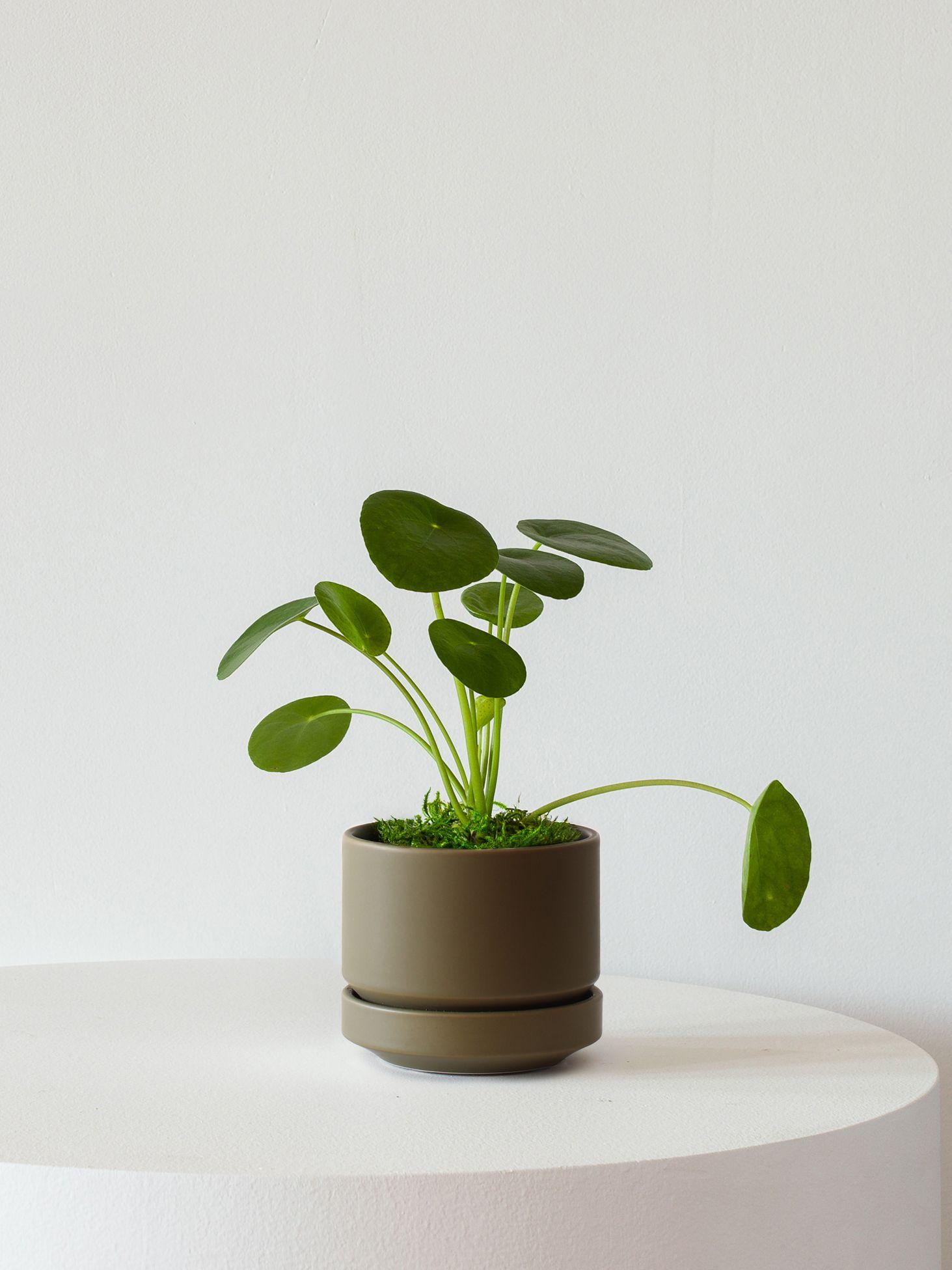 Pilea Peperomioides