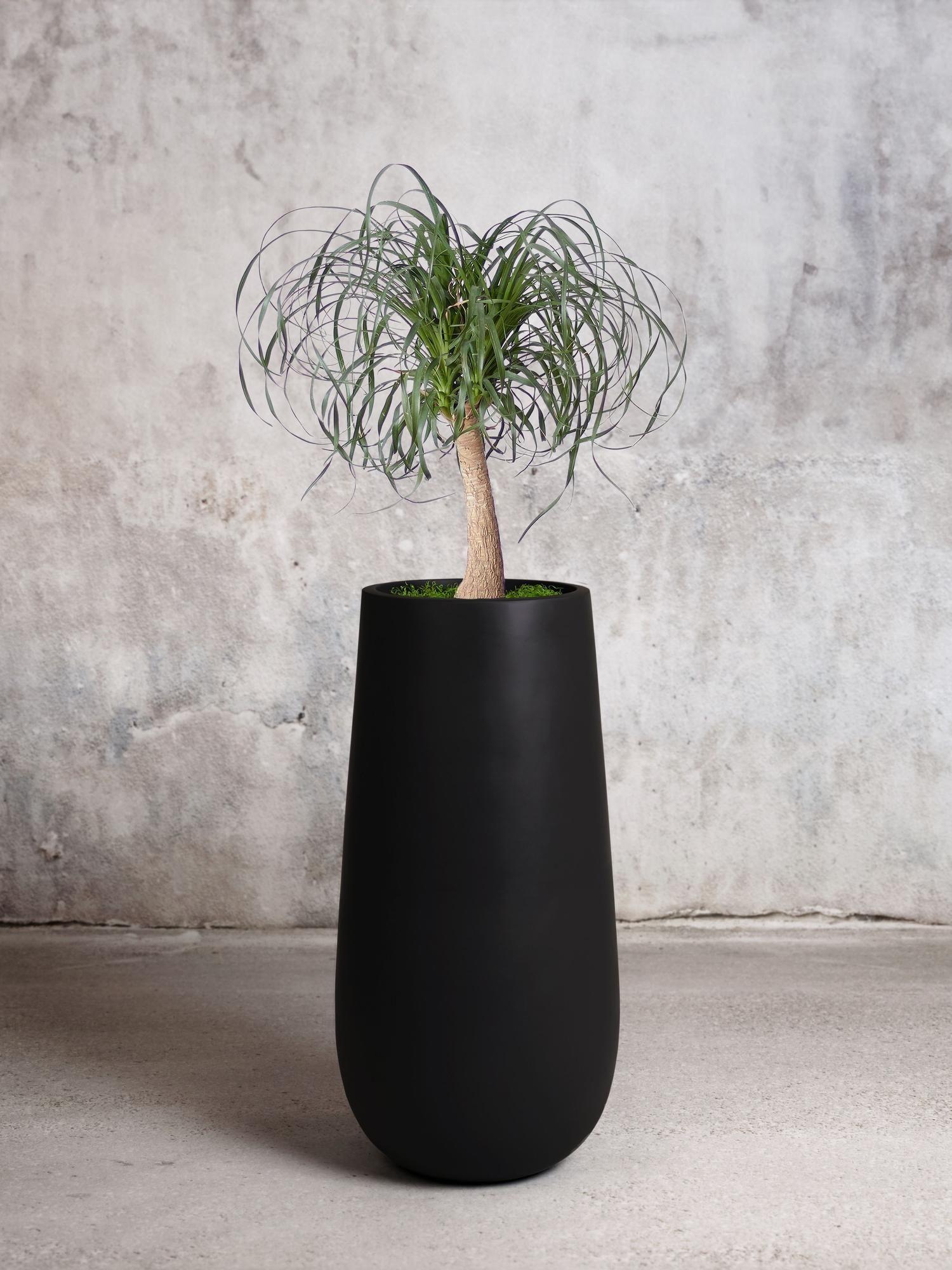Ponytail Palm