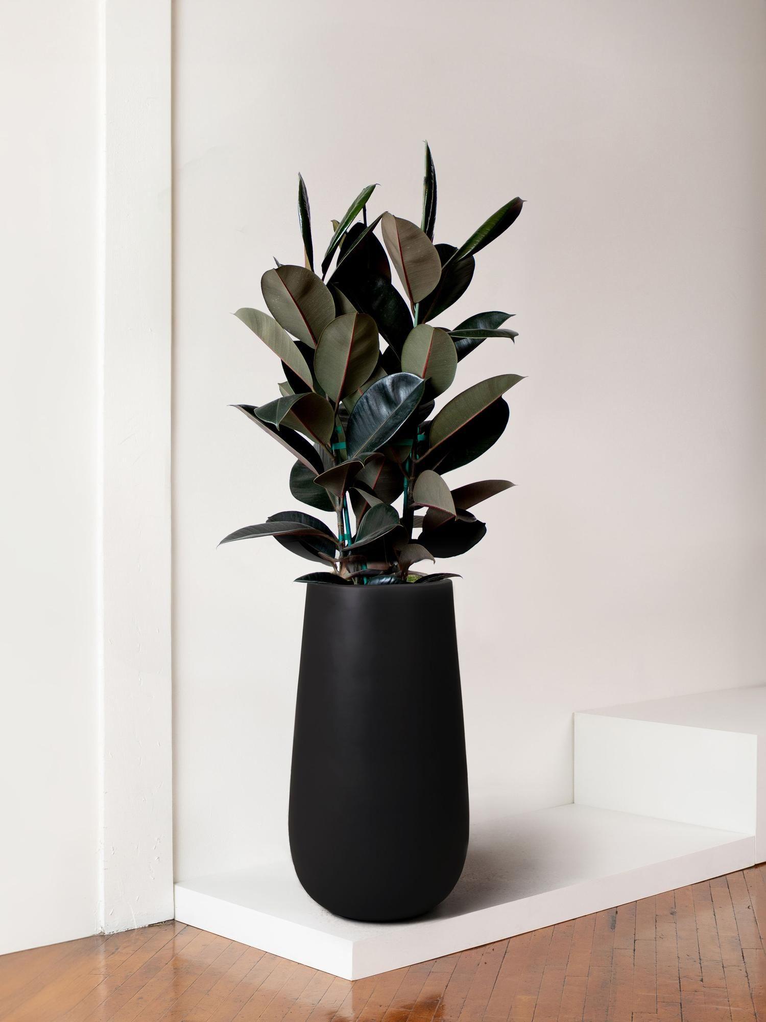 Rubber Tree