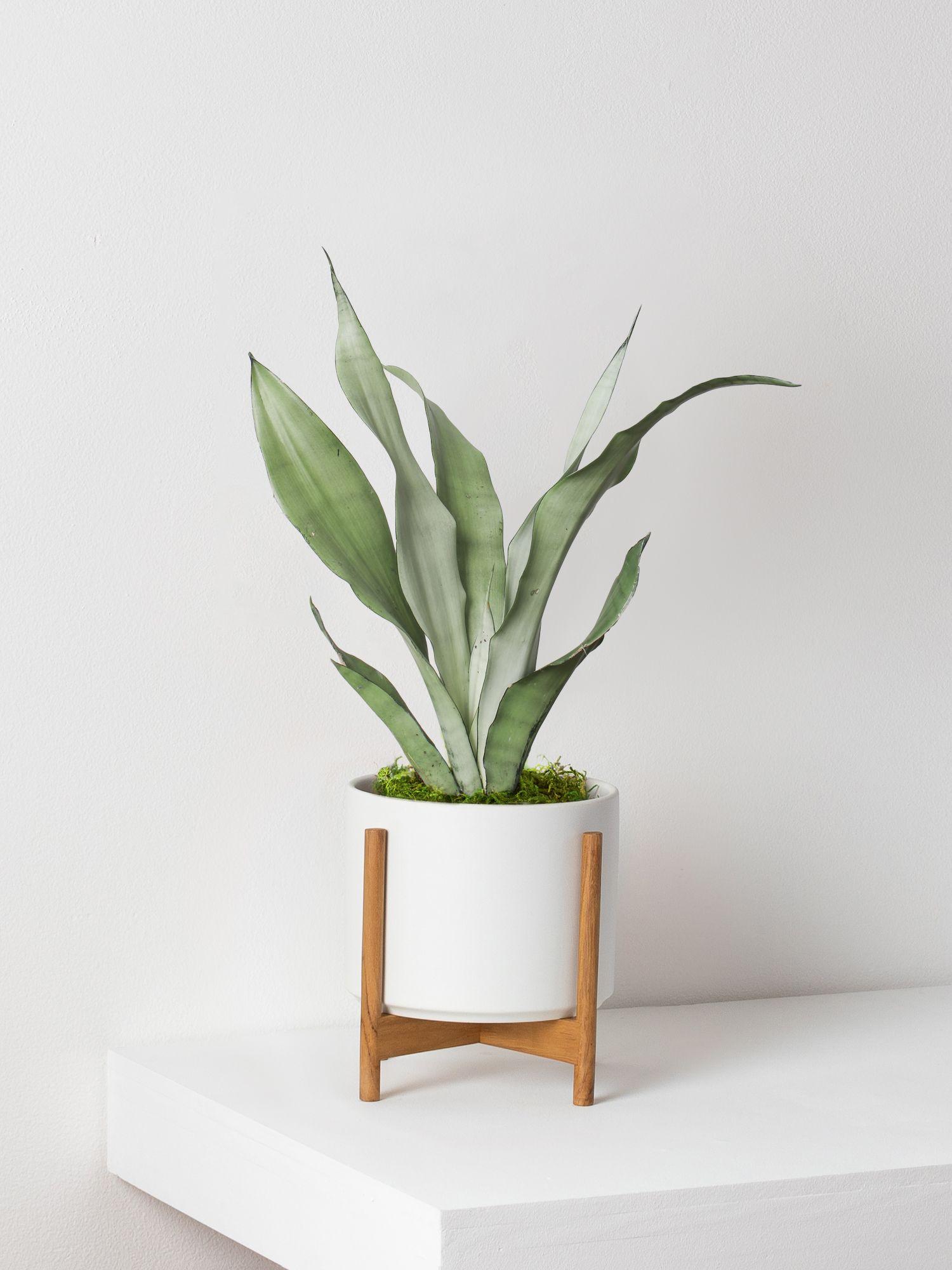 Moonshine Snake Plant - White Mid-Century Ceramic & Light Wood Stand 