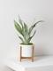 Moonshine Snake Plant