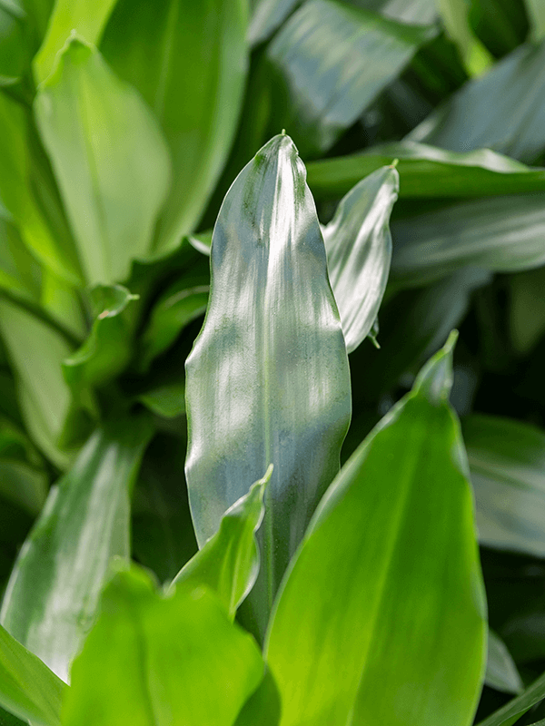 Dracaena Fragrans Janet