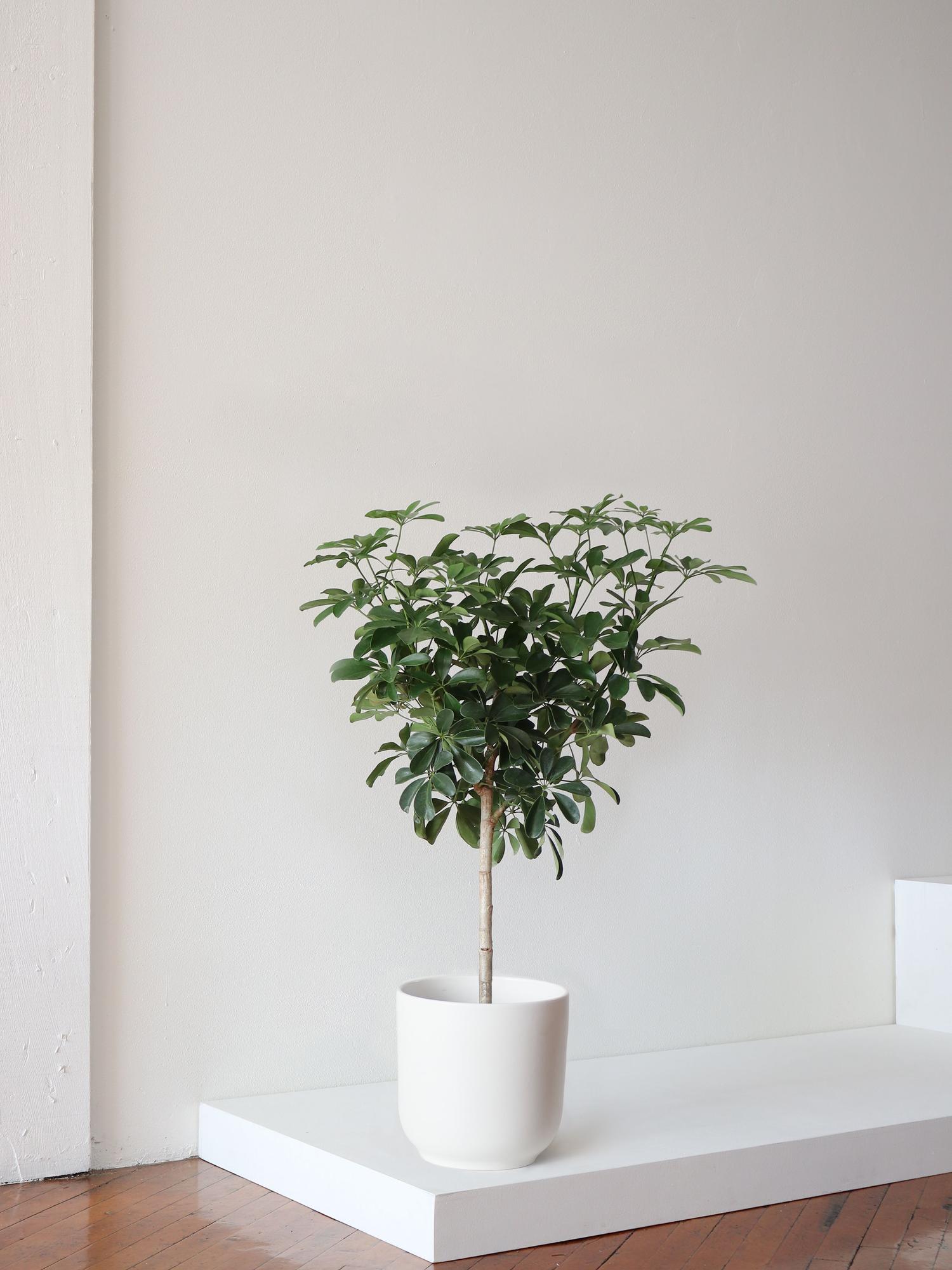 Schefflera Tree - Nouvelle