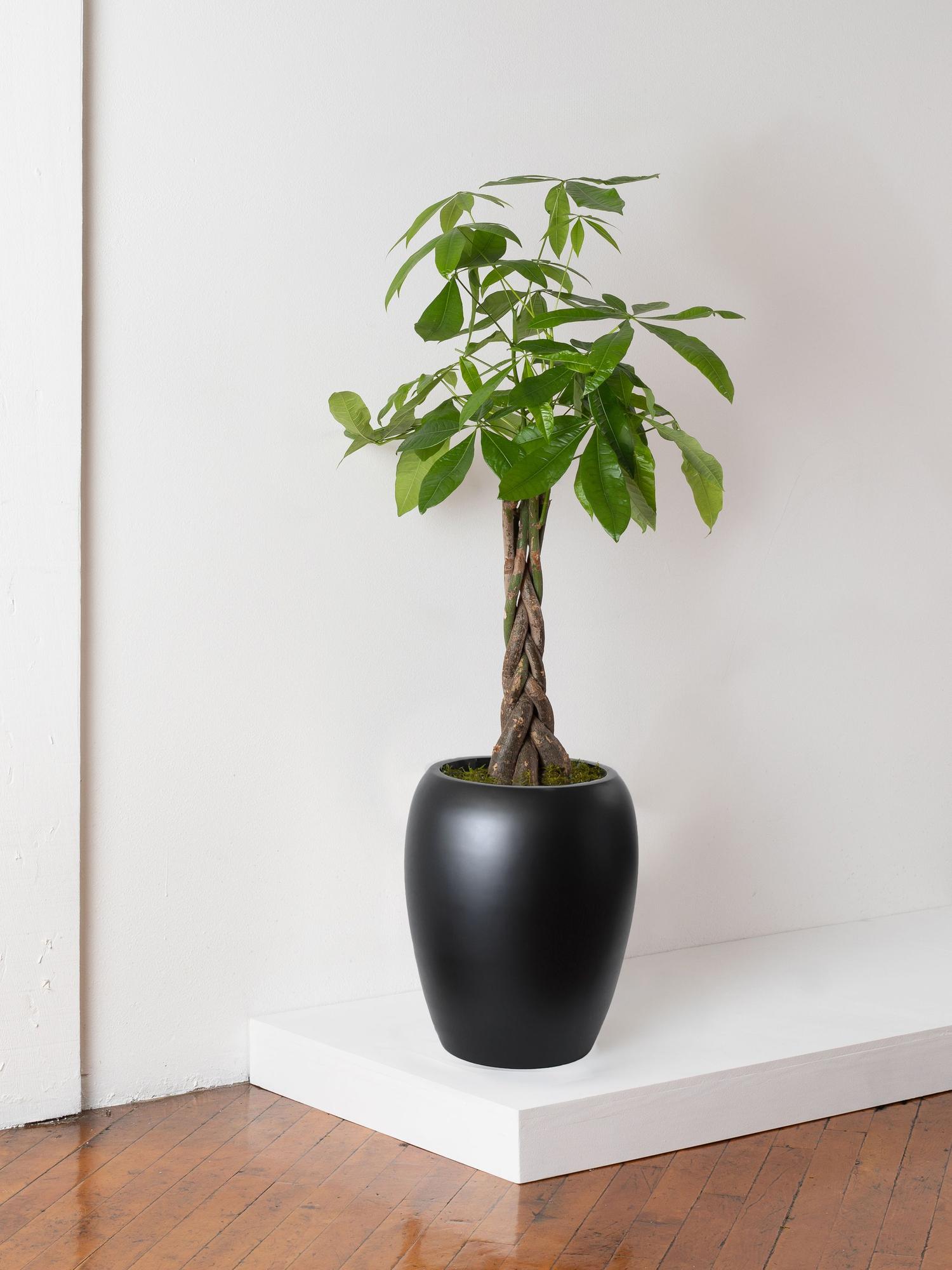 Braided Money Tree