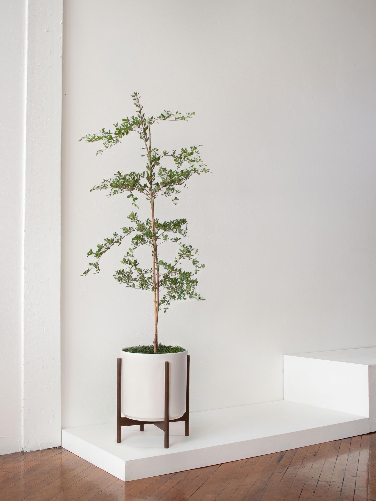 Black Olive Tree