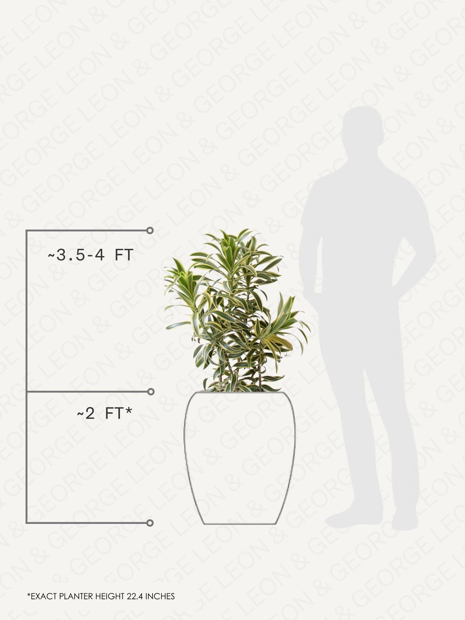 Dracaena Song of India