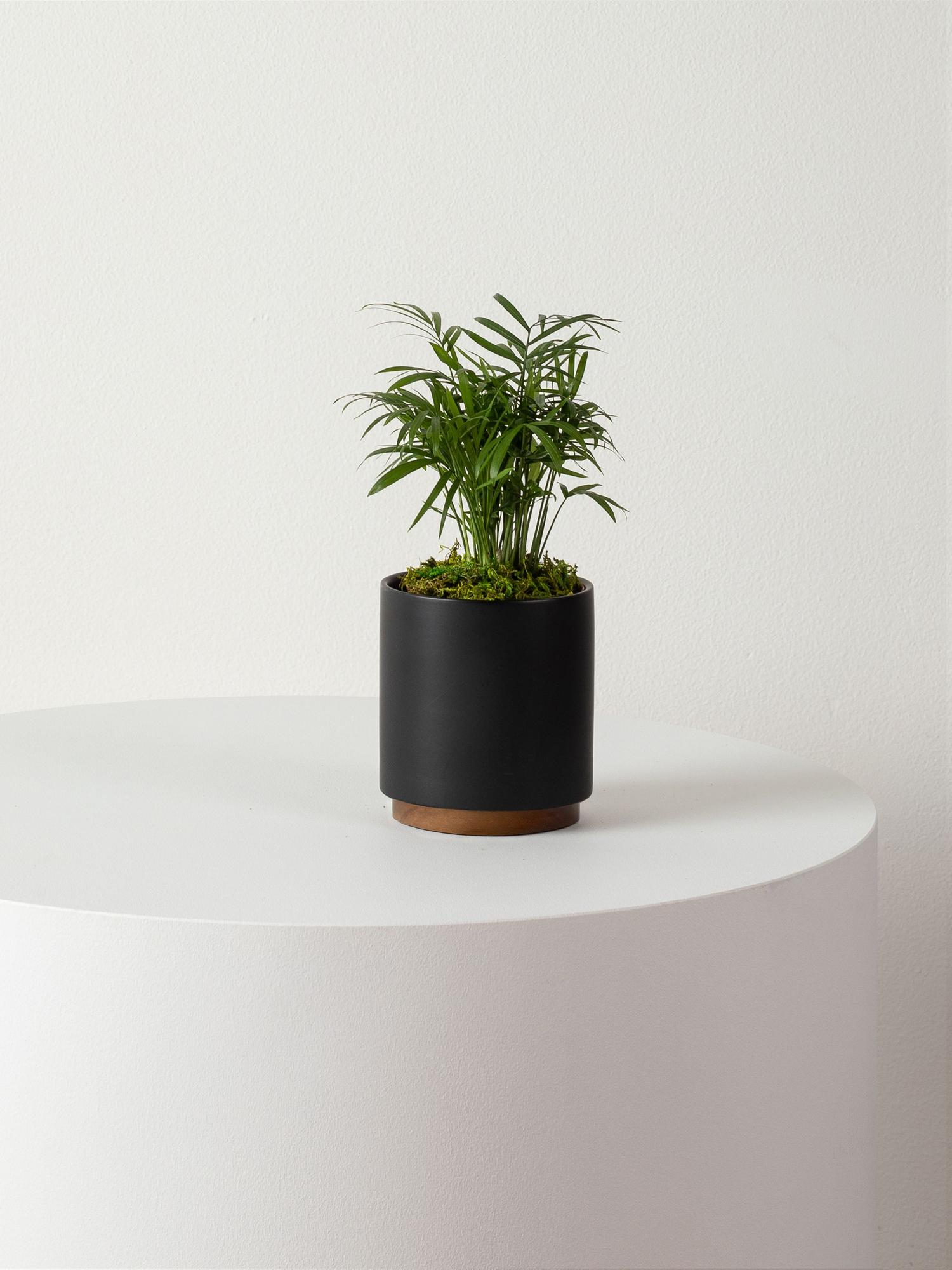 Parlor Palm - Black Mid-Century Ceramic & Dark Wood Plinth 