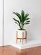 Aspidistra Elatior