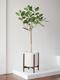 Ficus Audrey Tree