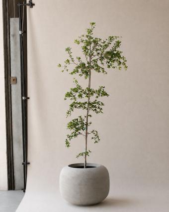 indoor plants picture