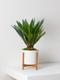 Sago Palm