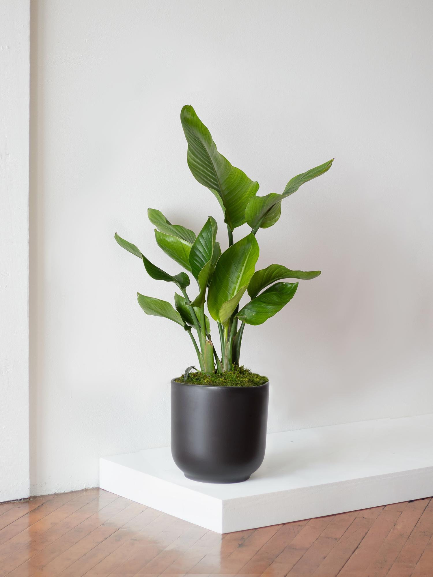 Bird of Paradise - Black Nouvelle Ceramic 