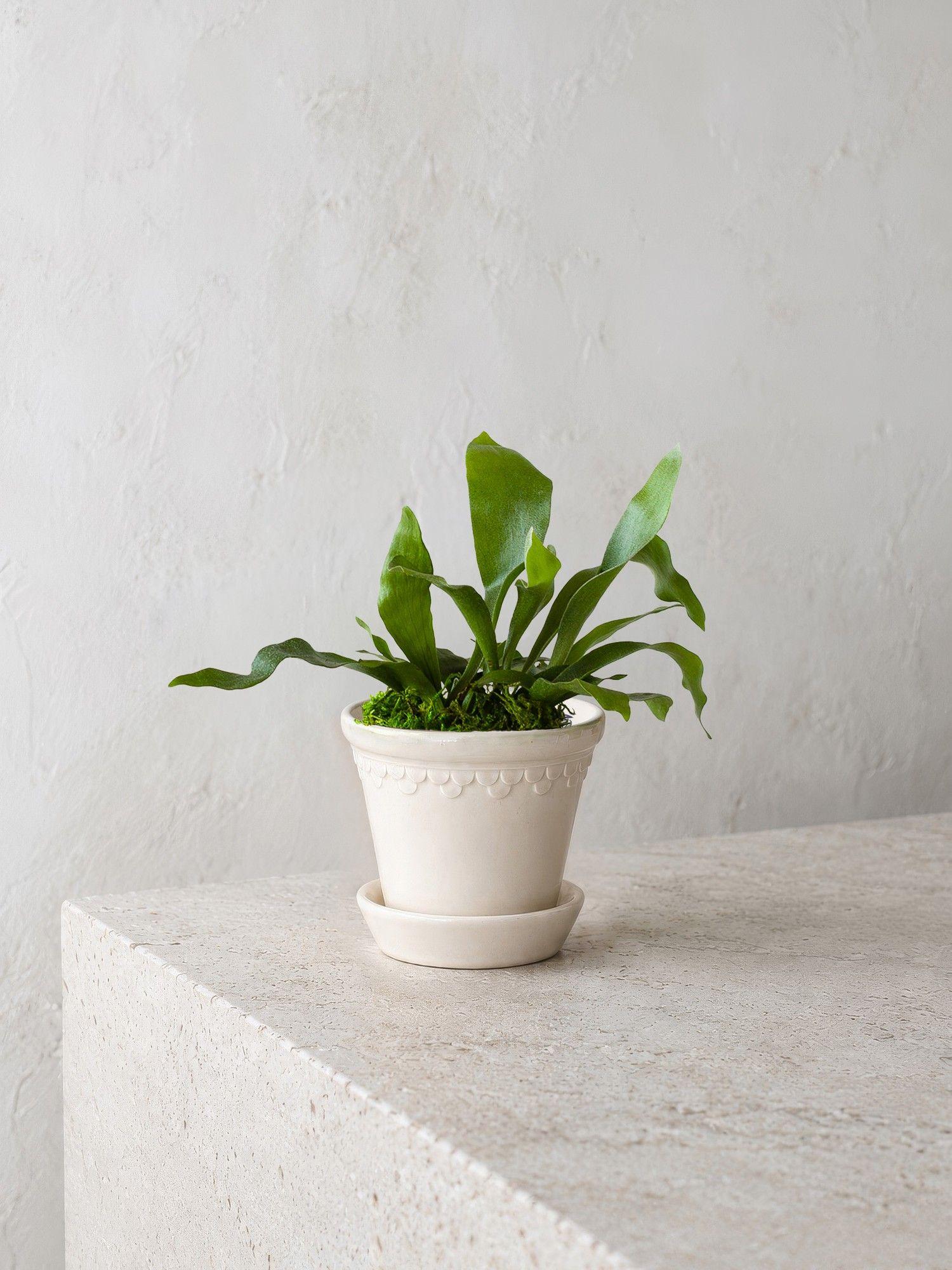 Staghorn Fern