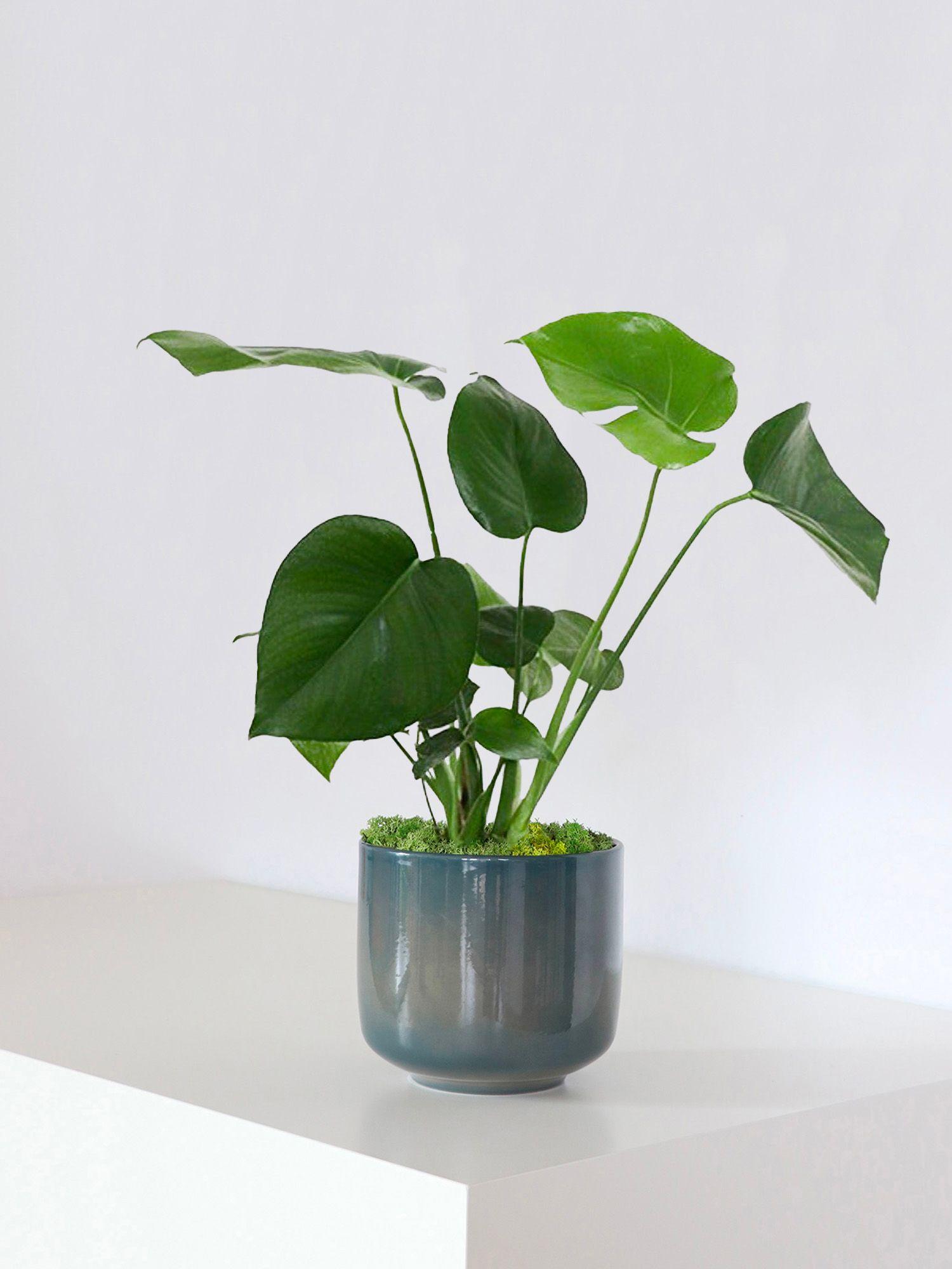 Monstera Deliciosa