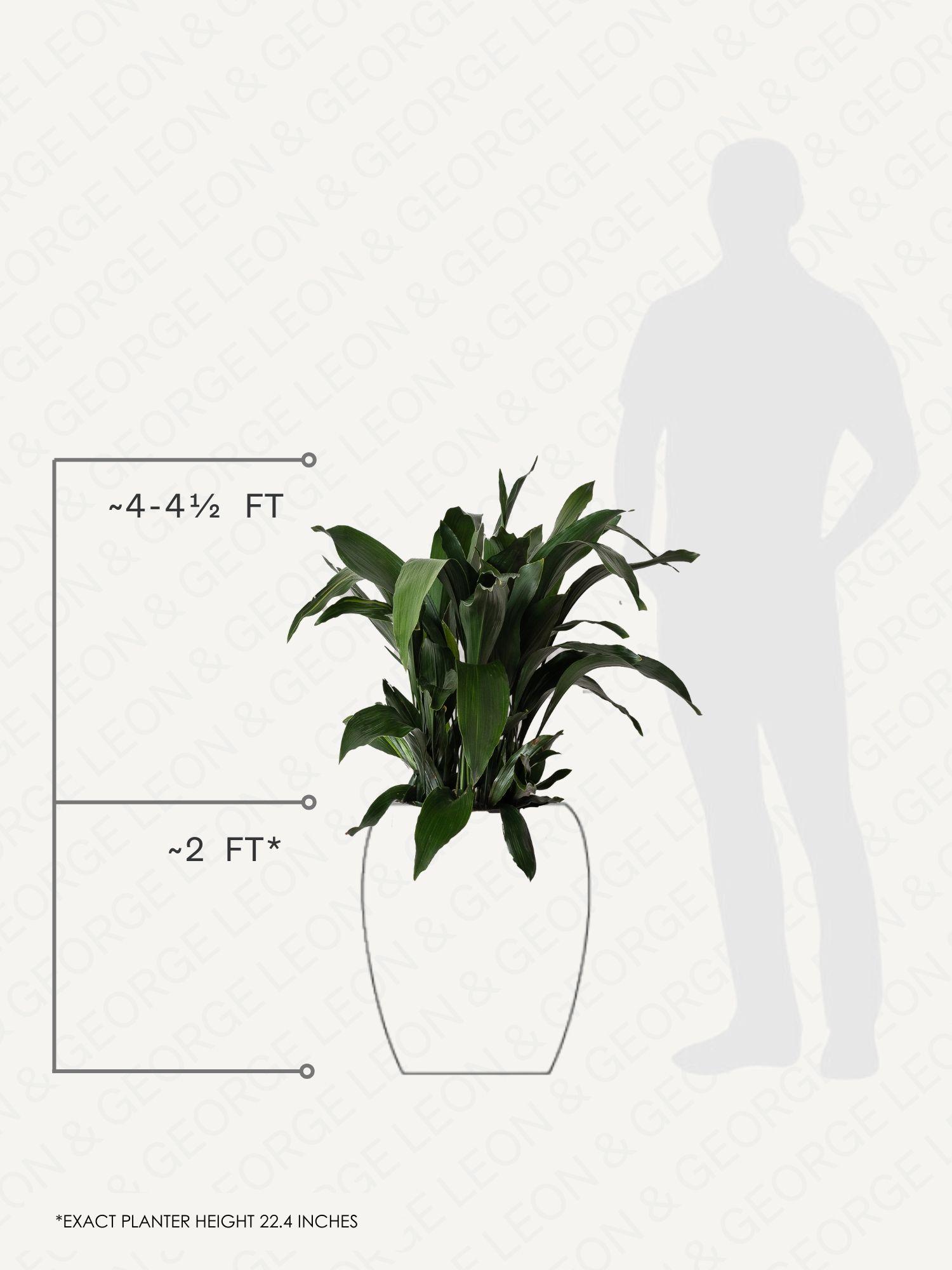Cast Iron Plant