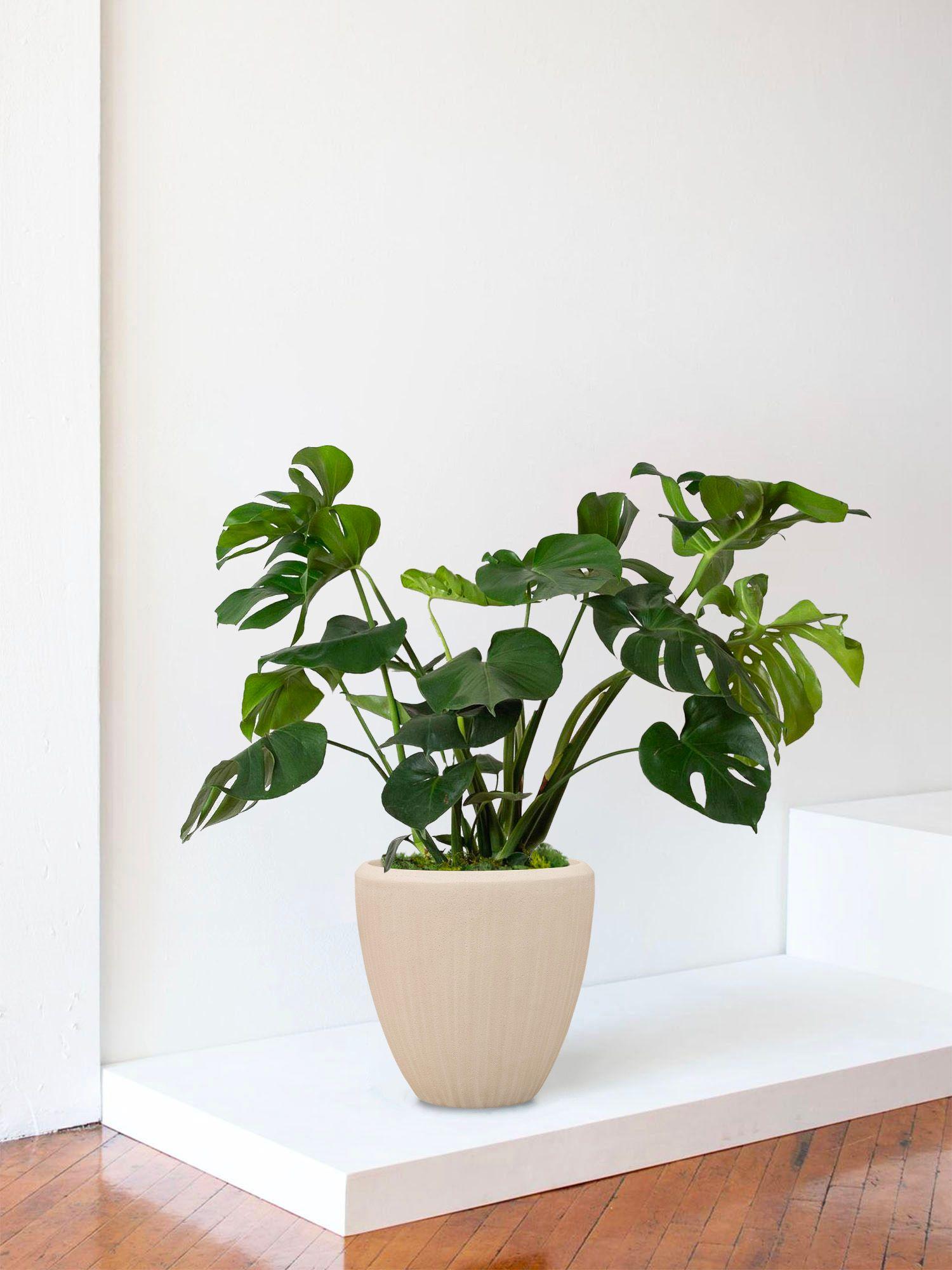 Monstera Deliciosa - Le 30 - Maia calcaire 