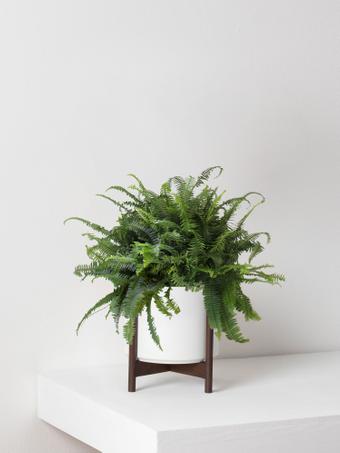 indoor plants picture