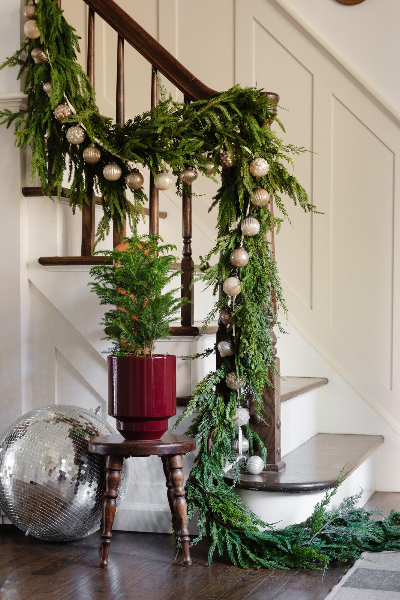 Norfolk Island Pine