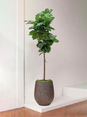 indoor plants picture