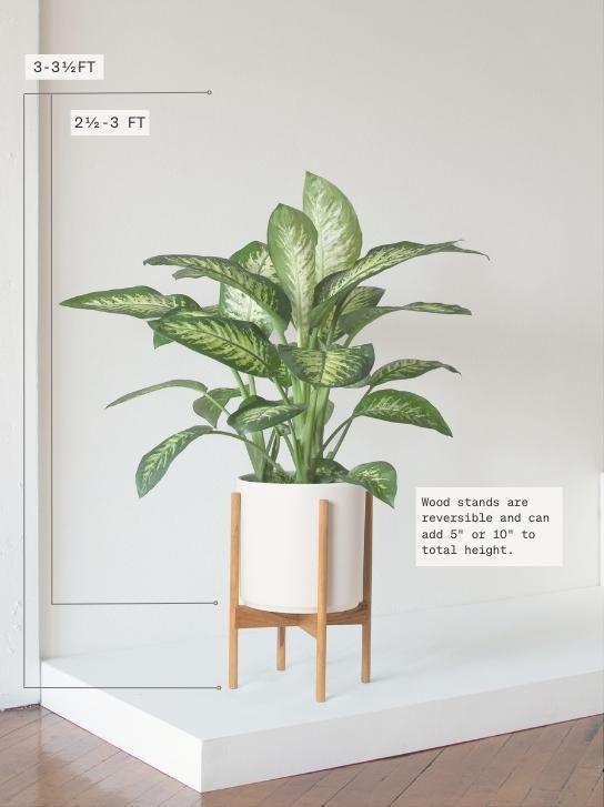 Dieffenbachia