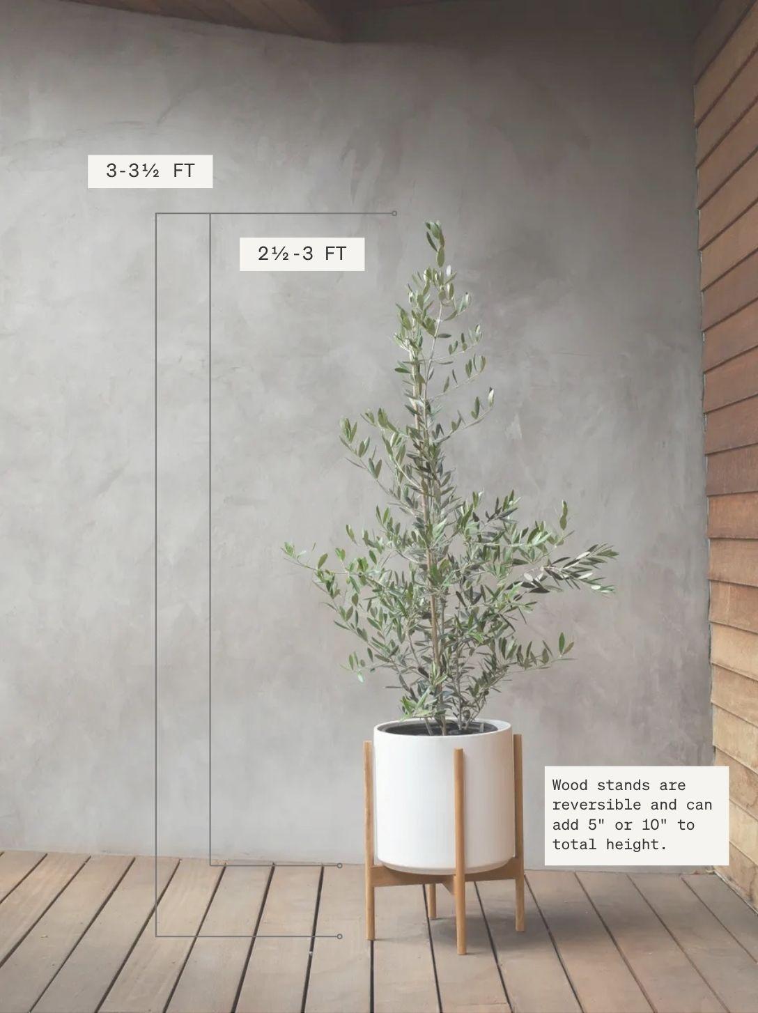 Olive Bush