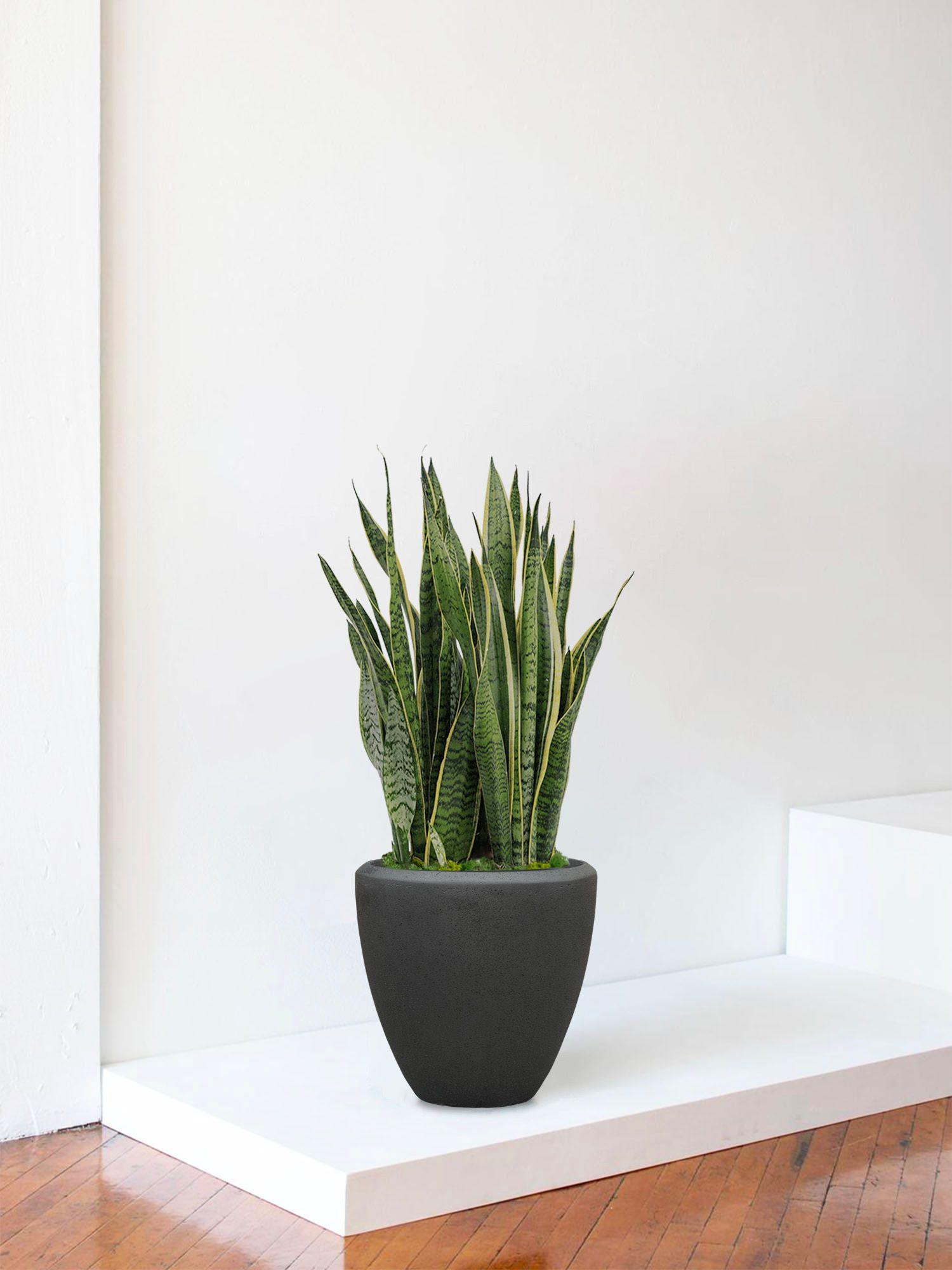 Sansevieria Laurentii