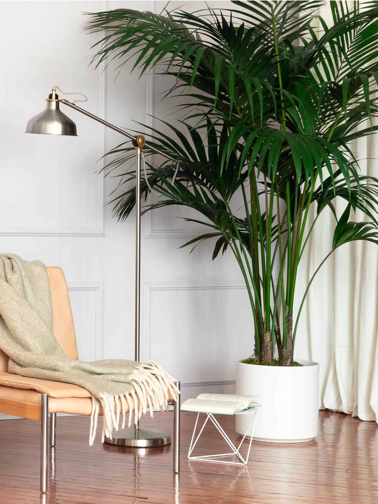 Le salon, c'est la pièce où l'on reçoit et où l'on vit : une belle plante y change tout. De la grande plante sculpturale au feuillage graphique posé sur un meuble, découvrez notre sélection pour décorer votre salon avec caractère. Livrées prêtes à poser.