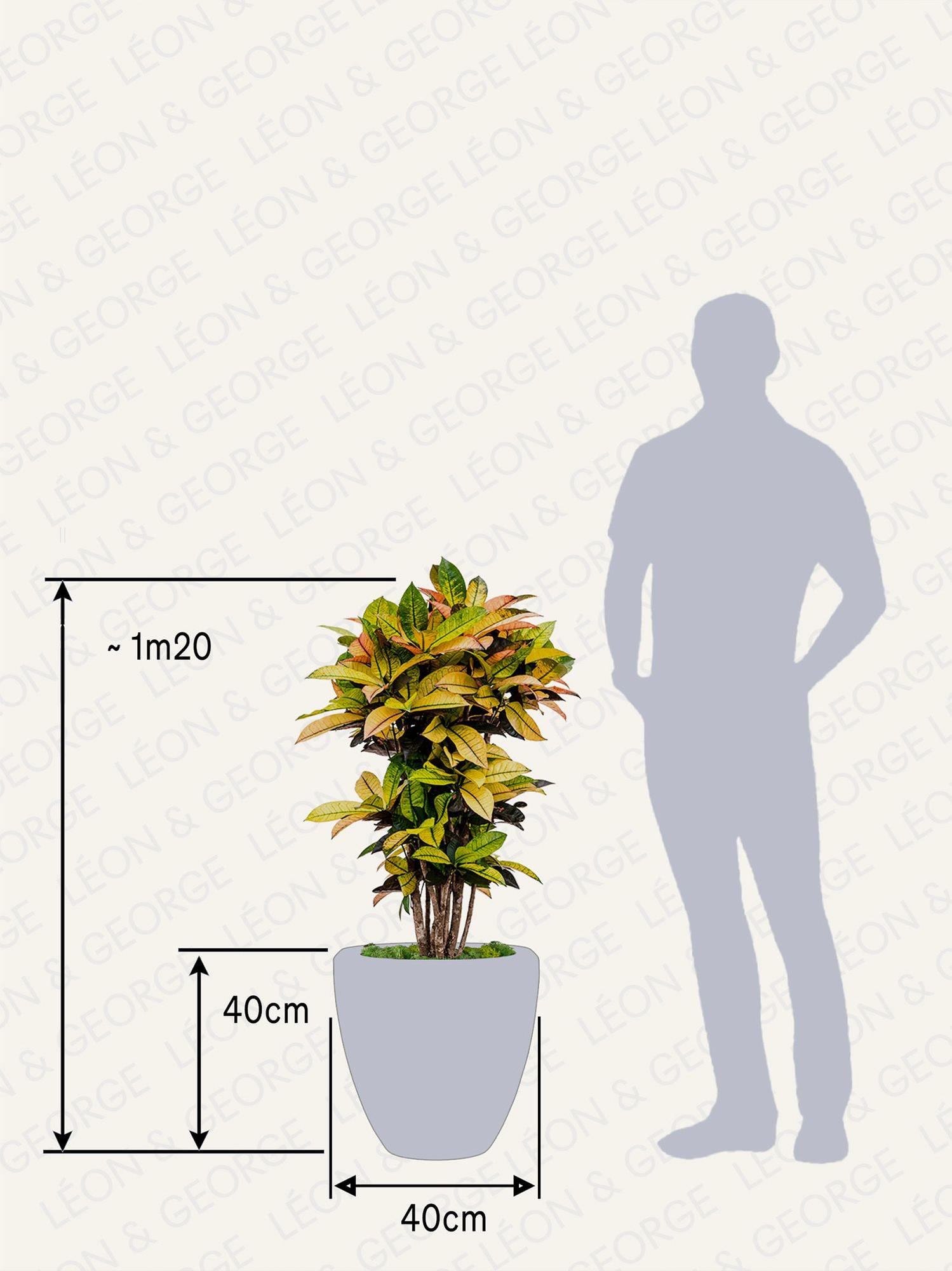Croton Miss Iceton