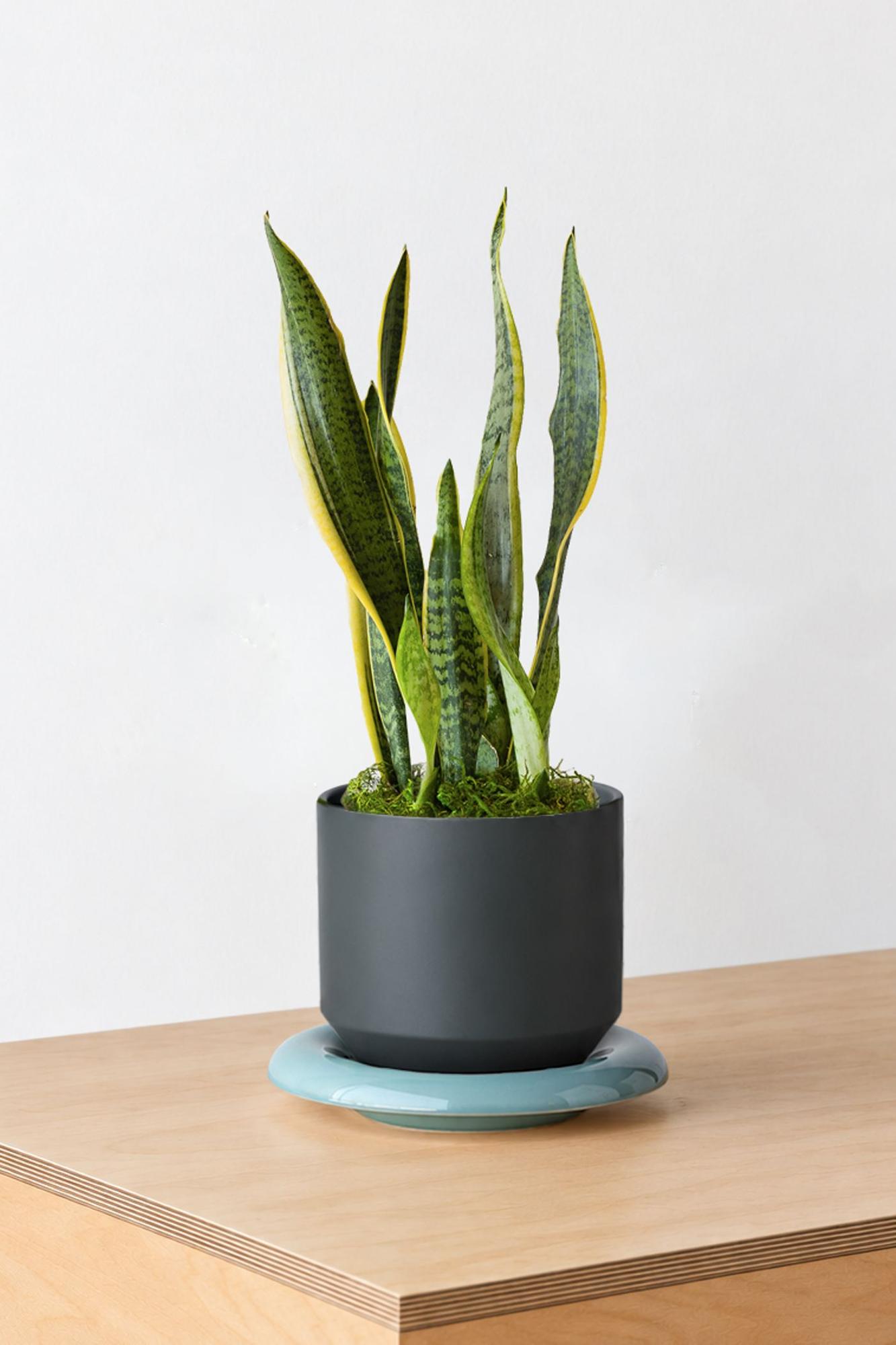 Snake Plant Laurentii - Black Lily Ceramic & Mist Saucer 
