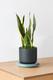 Snake Plant Laurentii