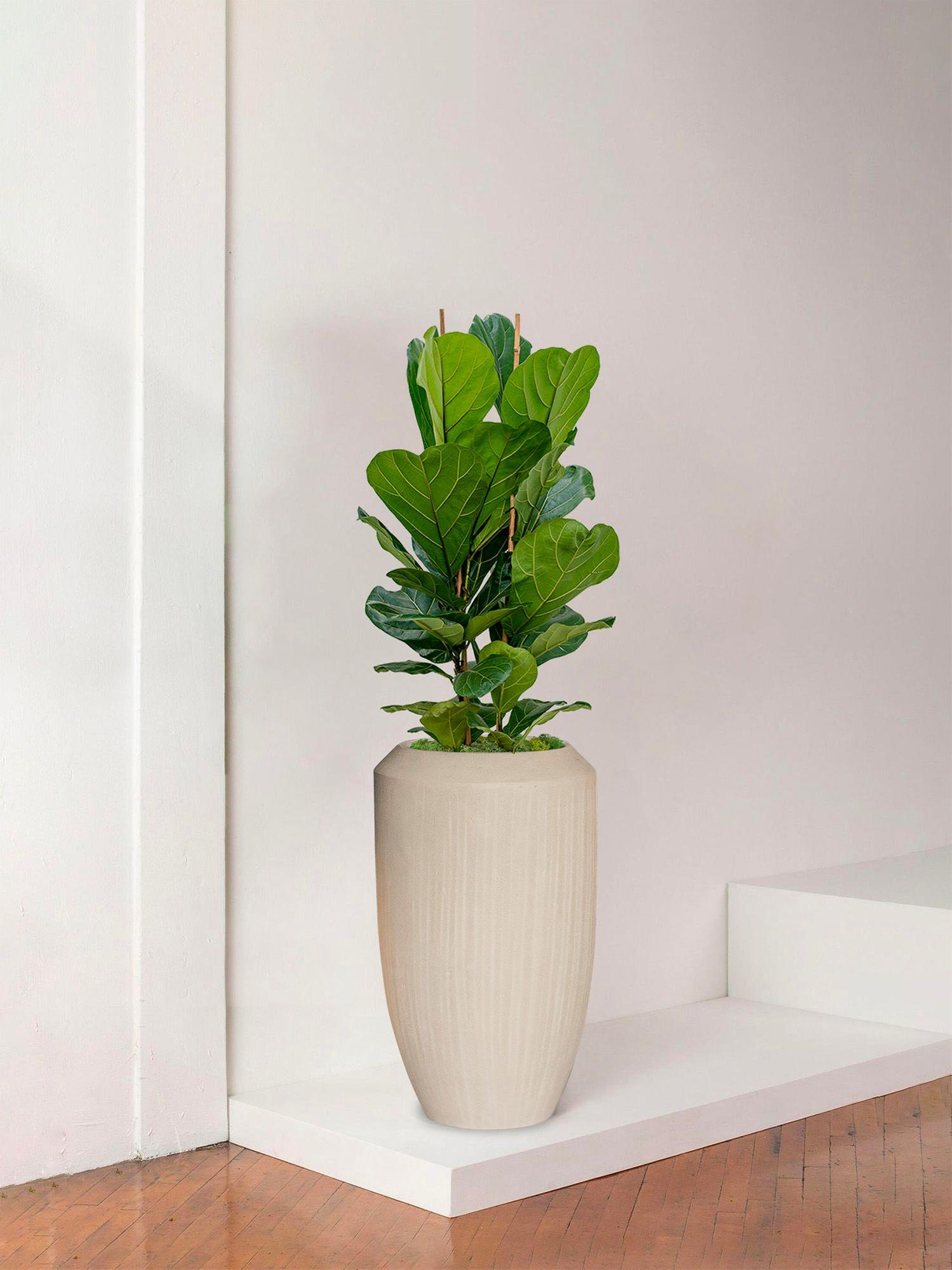 Ficus Lyrata Buisson - Le 30 Statement - Vesta calcaire 