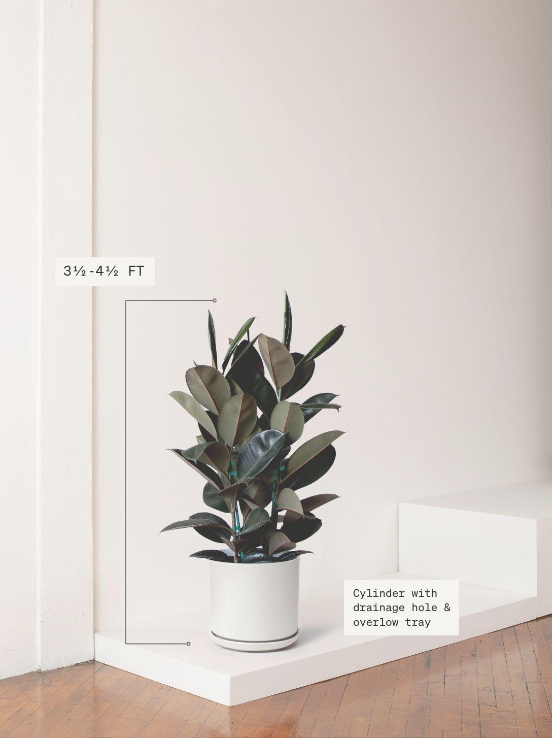 Rubber Tree