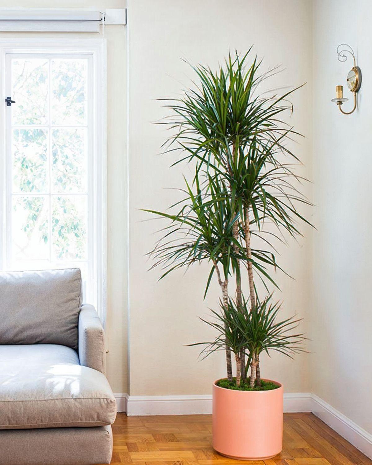Dragon Tree