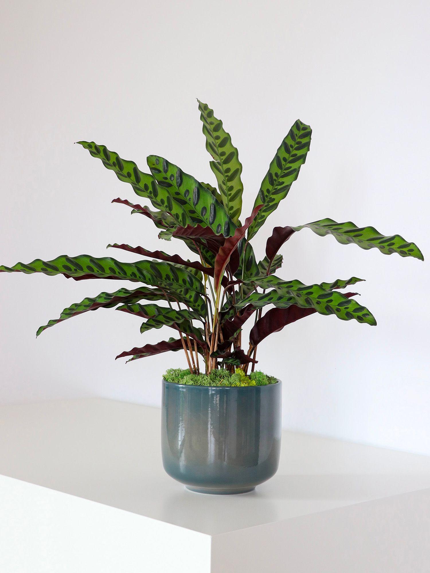 Calathea Paon de Rio