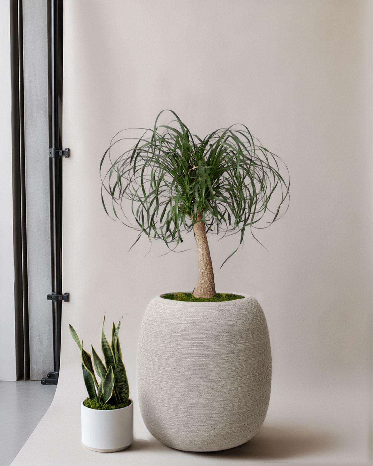 Ponytail Palm