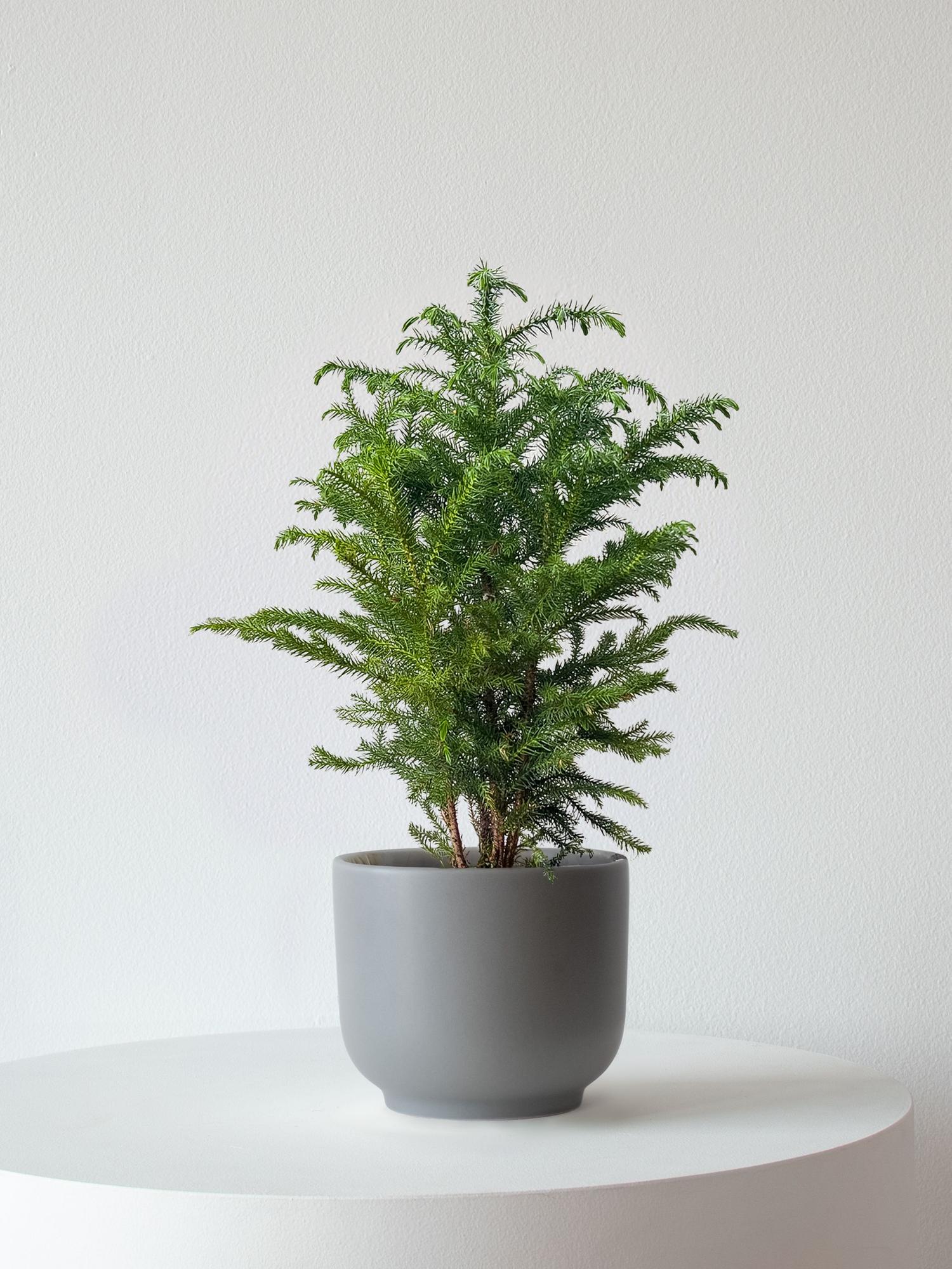 Norfolk Island Pine