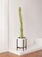 Desert Cactus