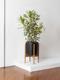 Dracaena Song of India