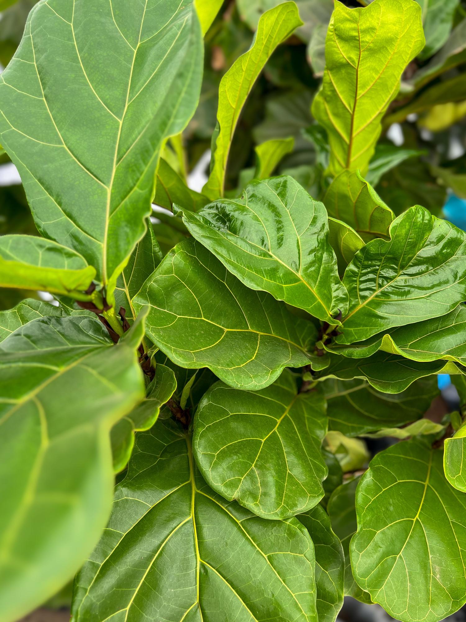 Fiddle Leaf Fig Tree