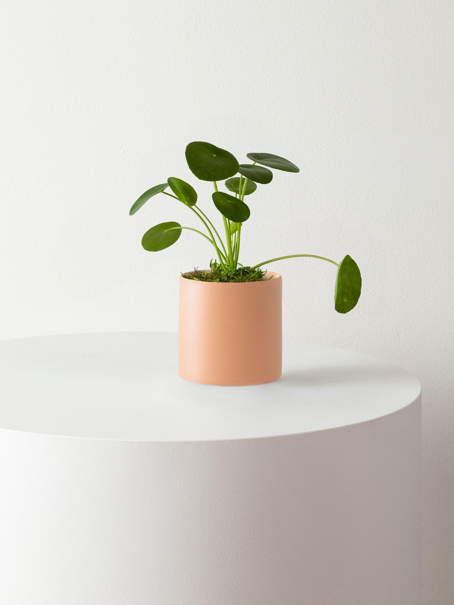 Pilea Peperomioides
