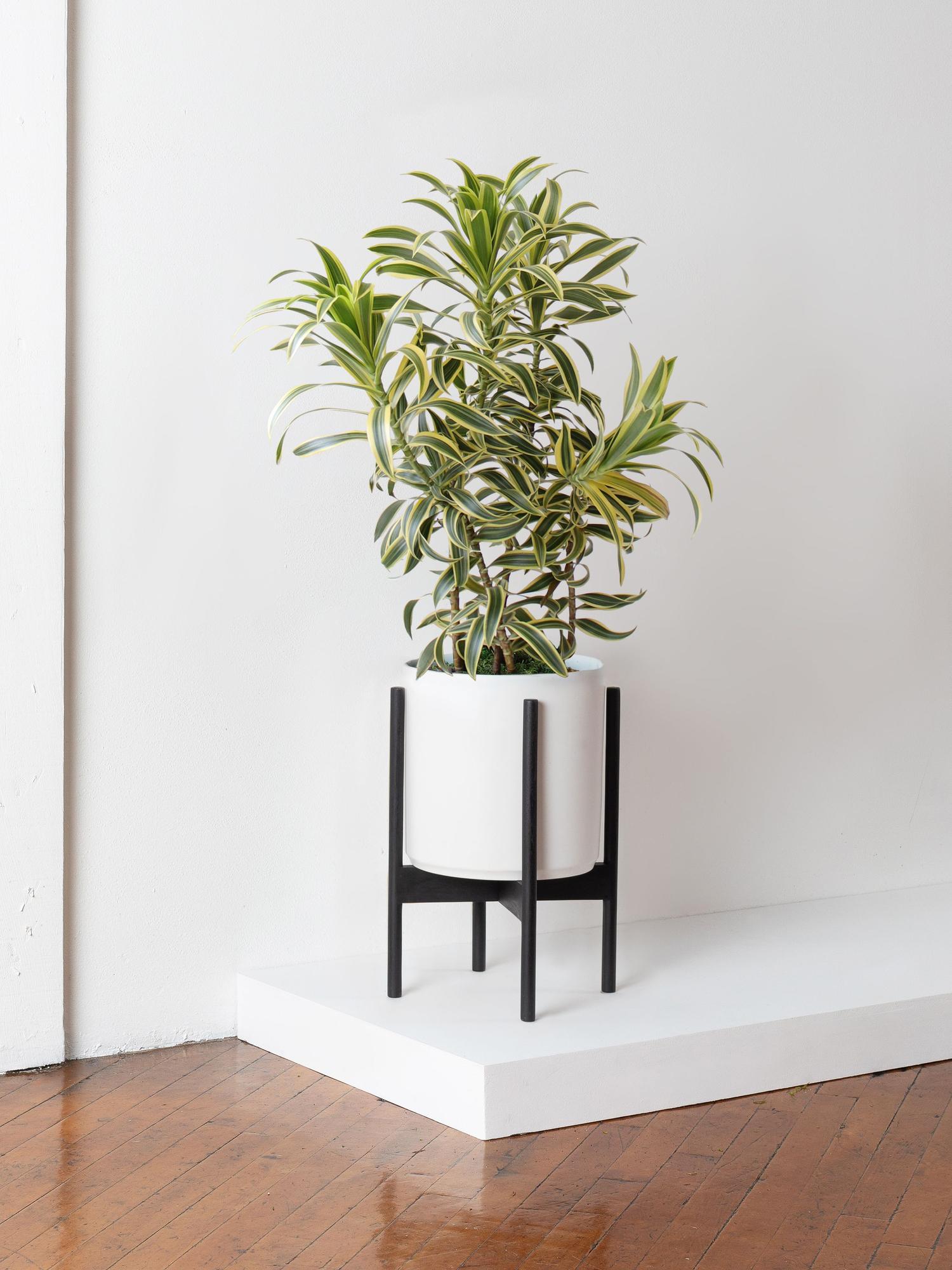 Dracaena Song of India