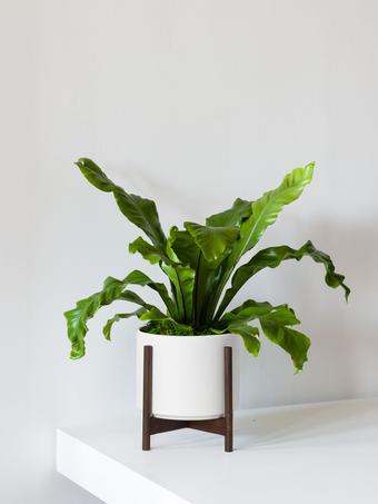 indoor plants picture