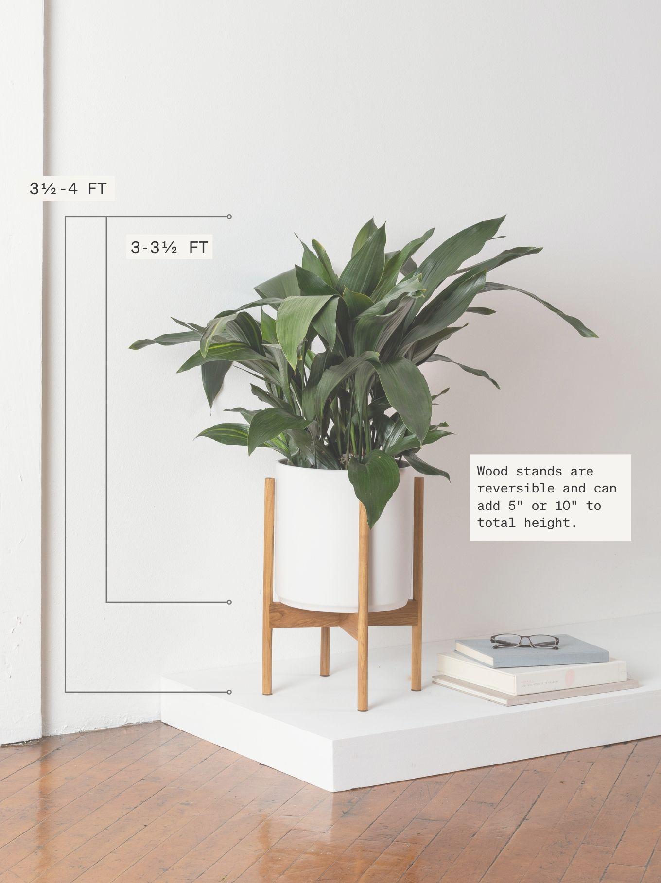 Cast Iron Plant