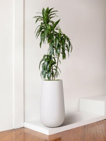indoor plants picture
