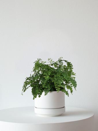 indoor plants picture