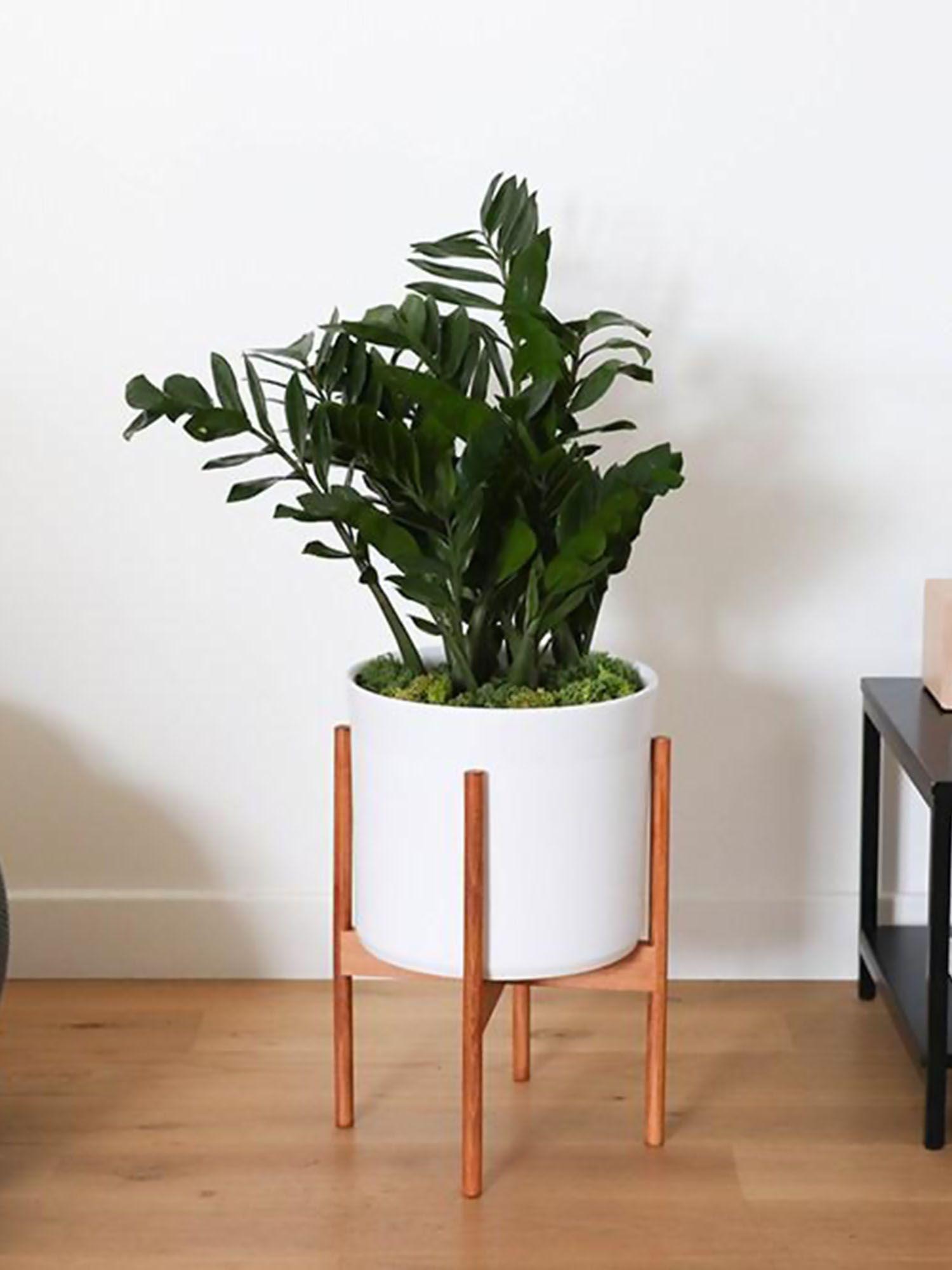 Joyau de Zanzibar - Mid-Century - Le 32 - Velvet blanc mid-century Jatoba H 