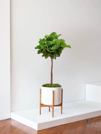 indoor plants picture
