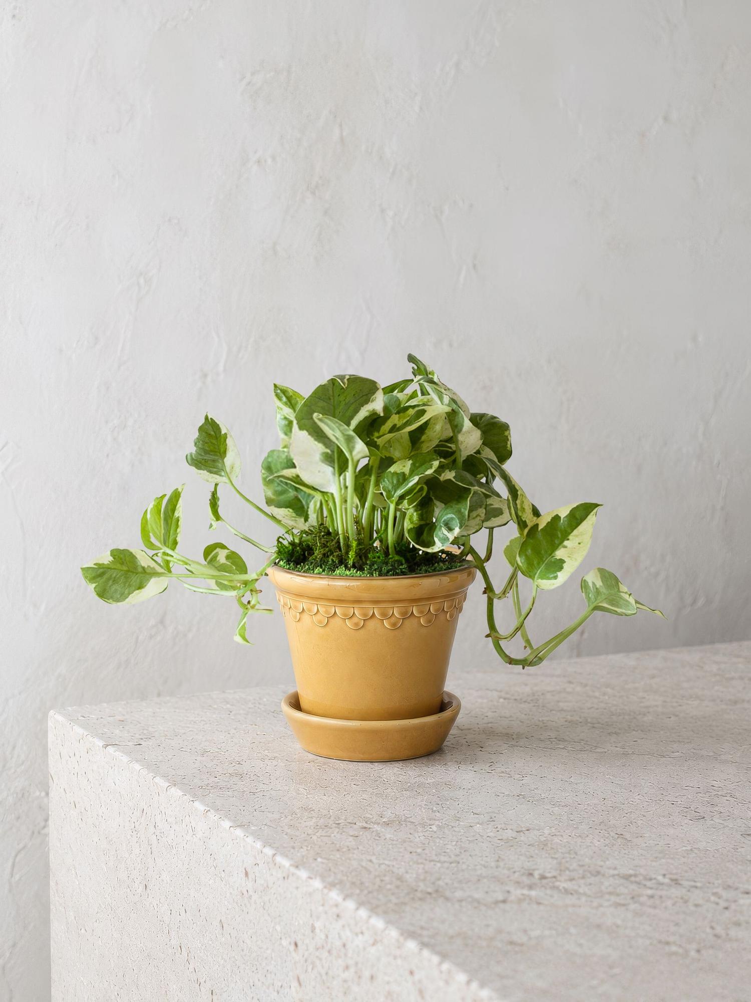 N'joy Pothos