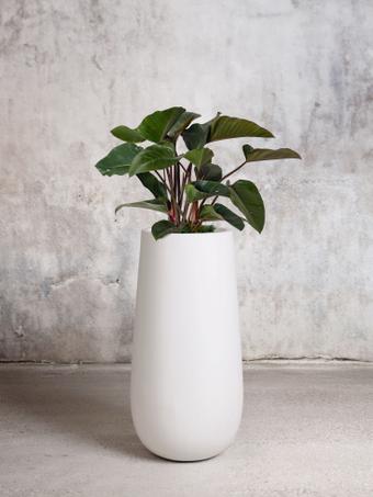 indoor plants picture